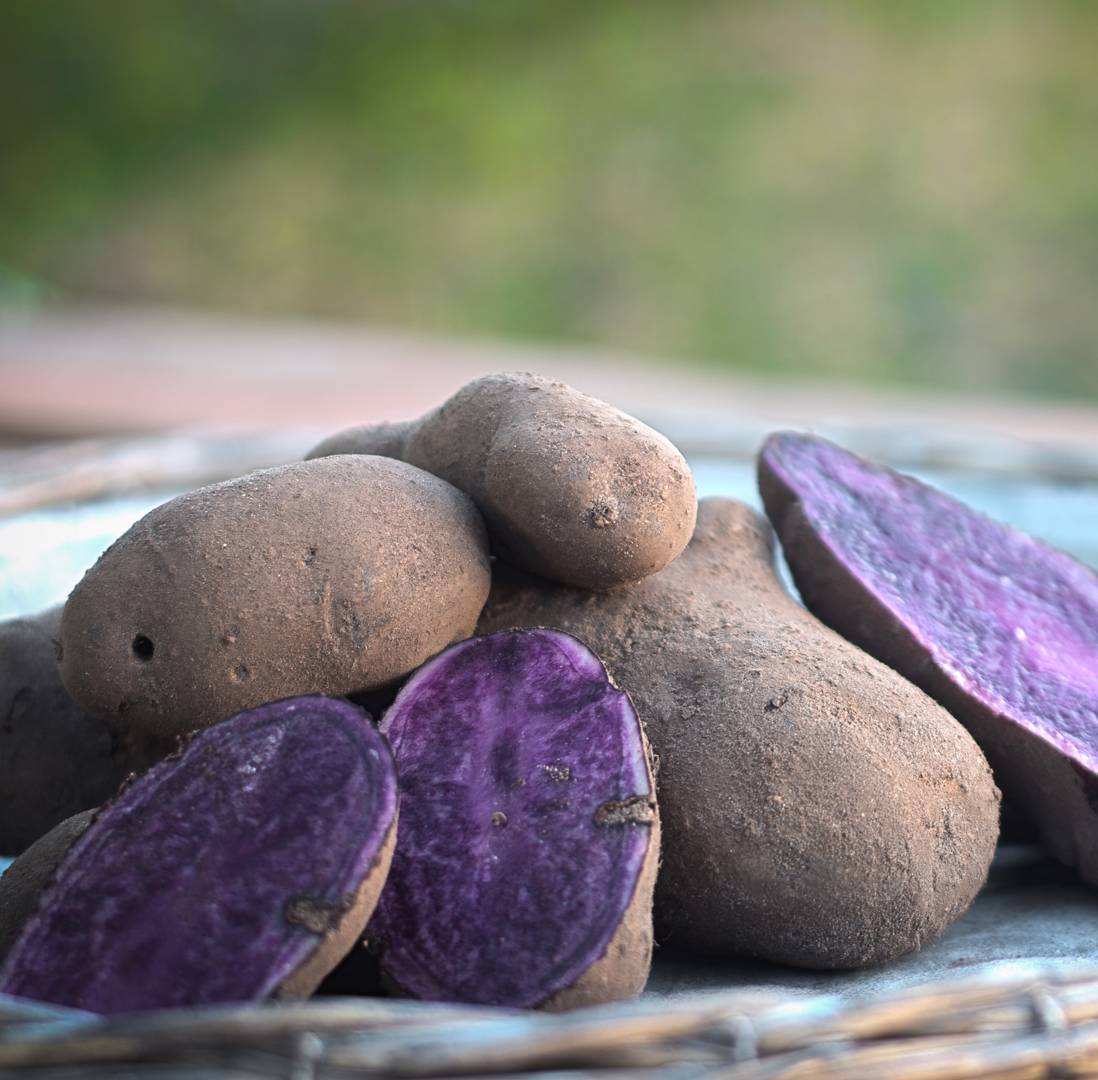Potatis Blaue St. Galler