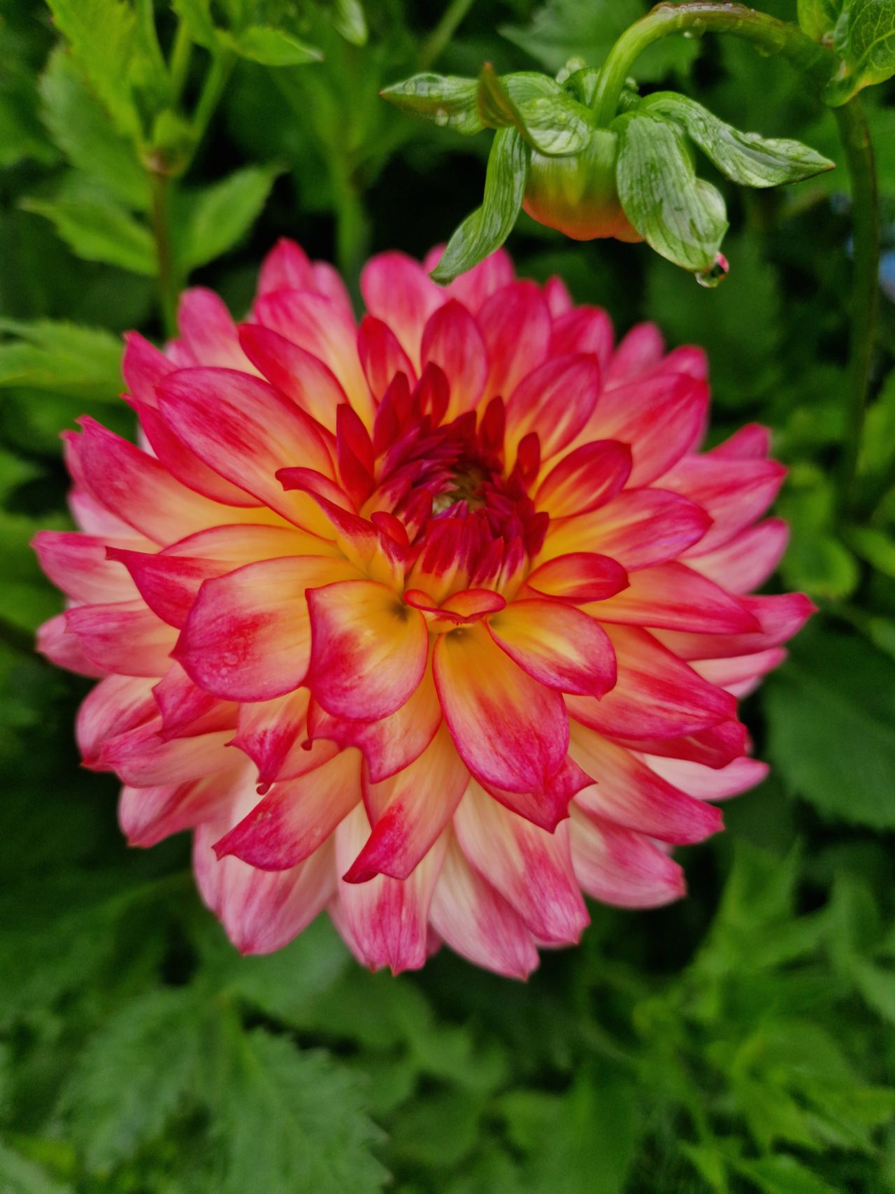 Dahlia Armateras