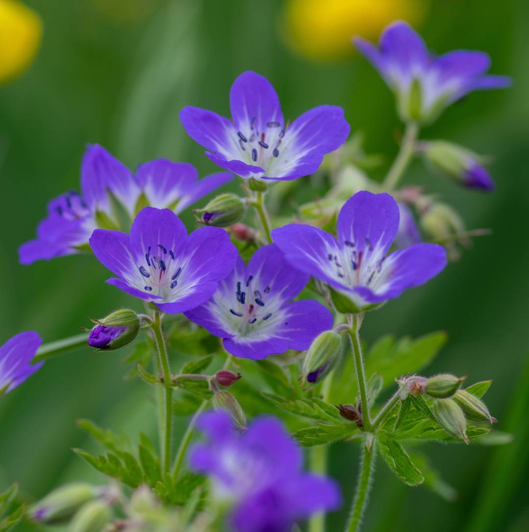 Midsommarblomster 