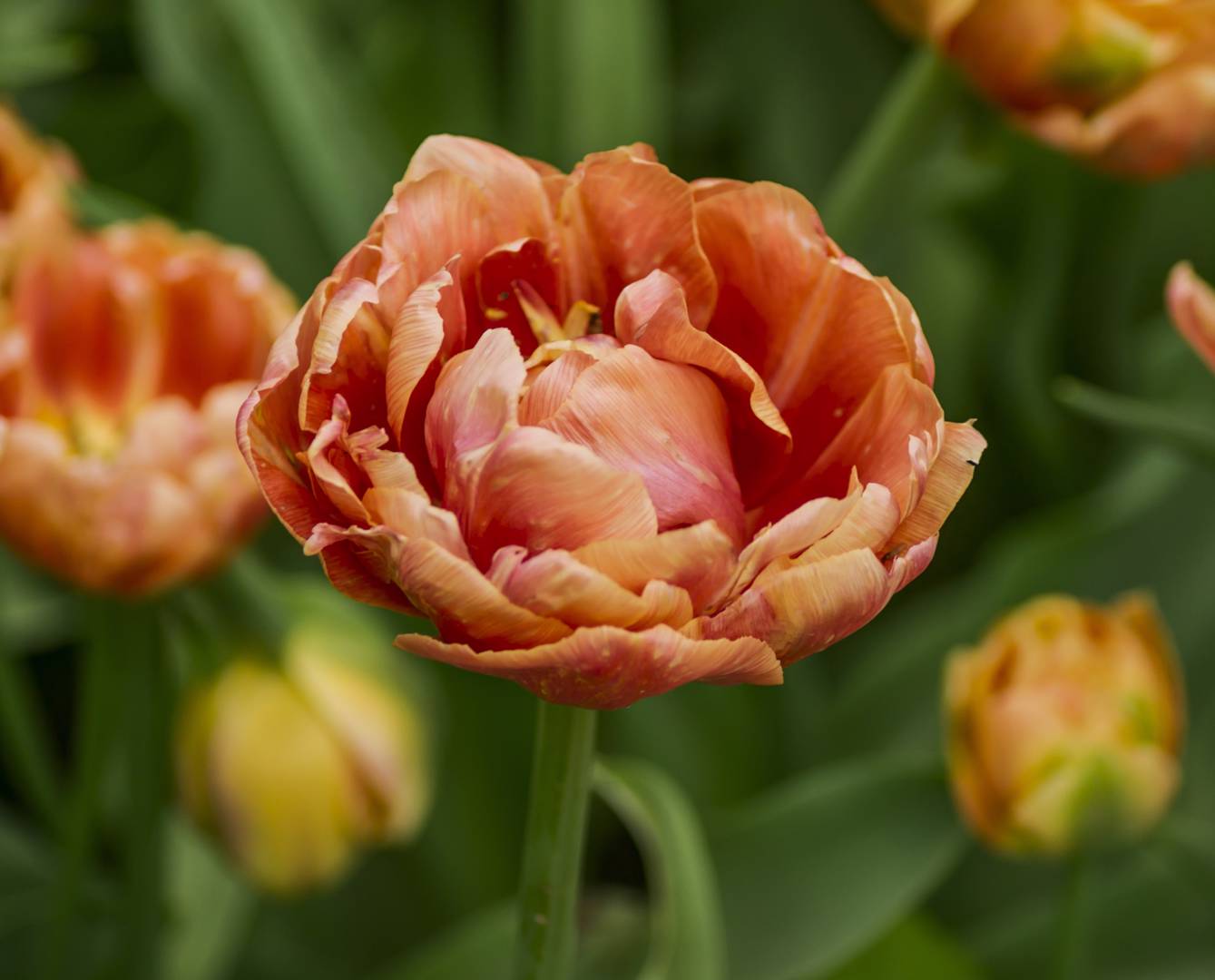 Tulpan Orange Angelique
