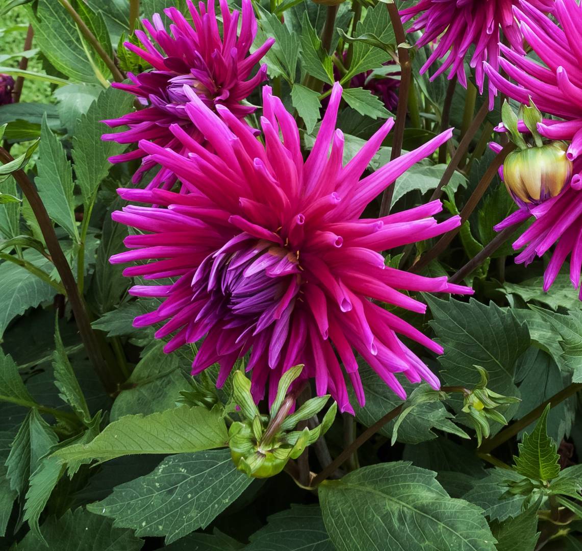 Dahlia Purple Gem