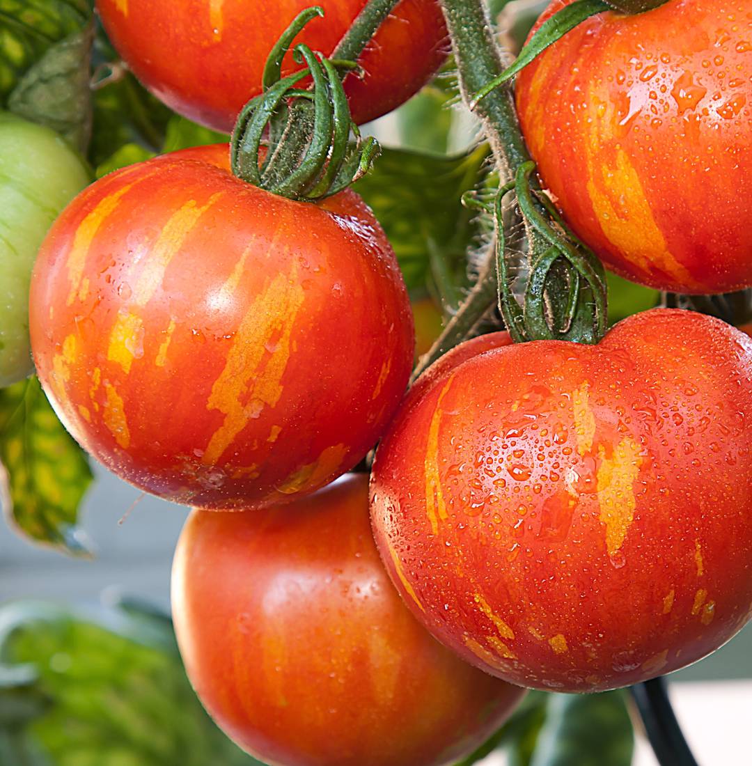 Oh!Garden Tomat Red Zebra