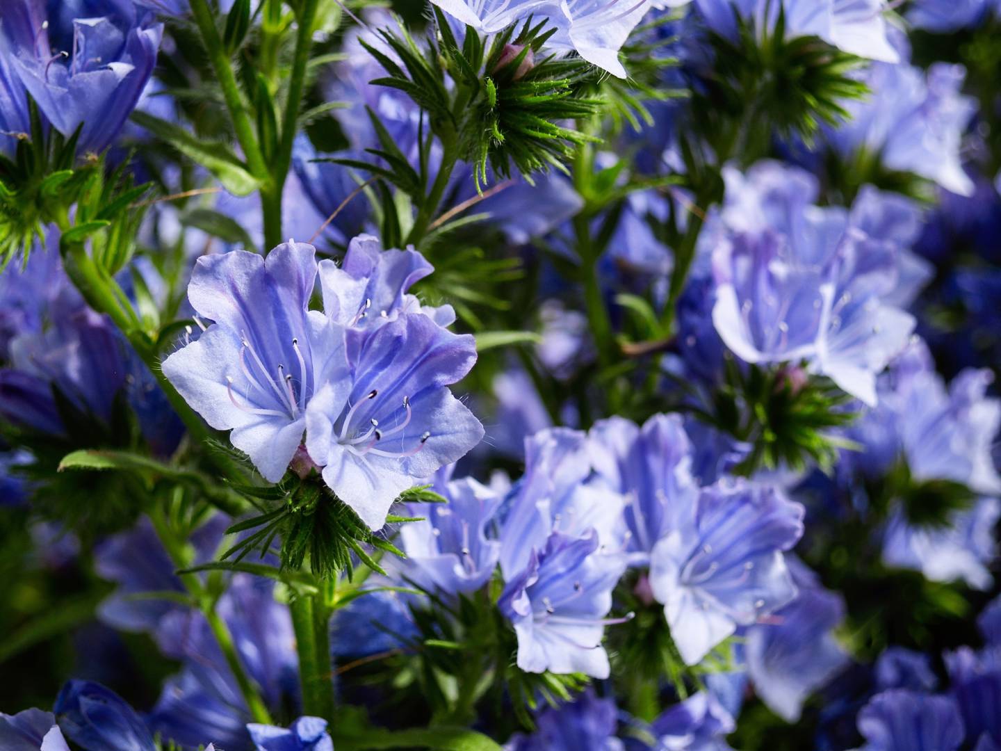 Blå snokört Blue Bedder