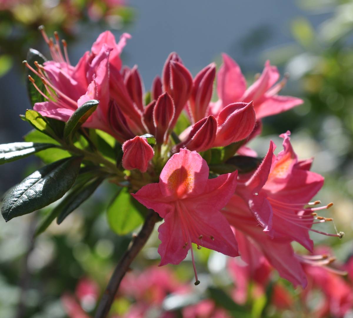 Azalea Jolie Madame