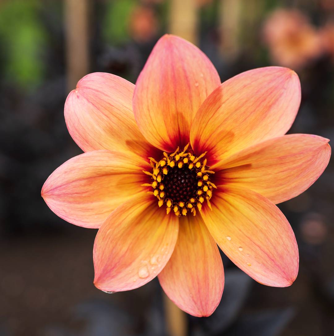 Dahlia Mystic Fantasy