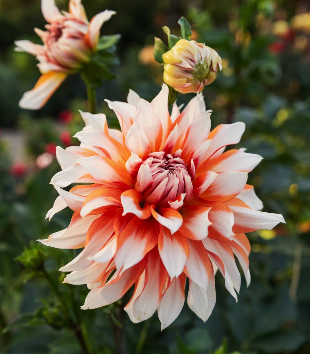 Dahlia Holland Festival