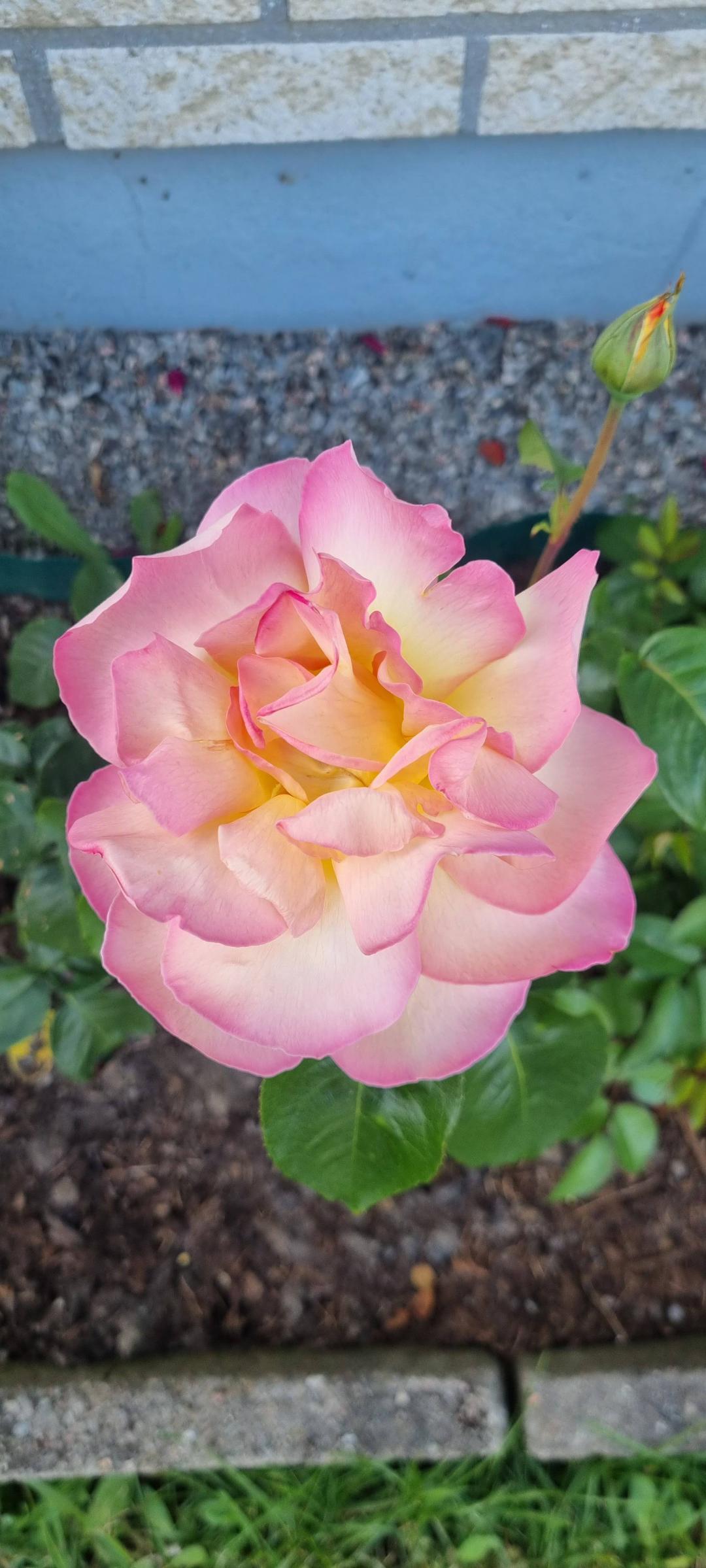 BlommaSvl