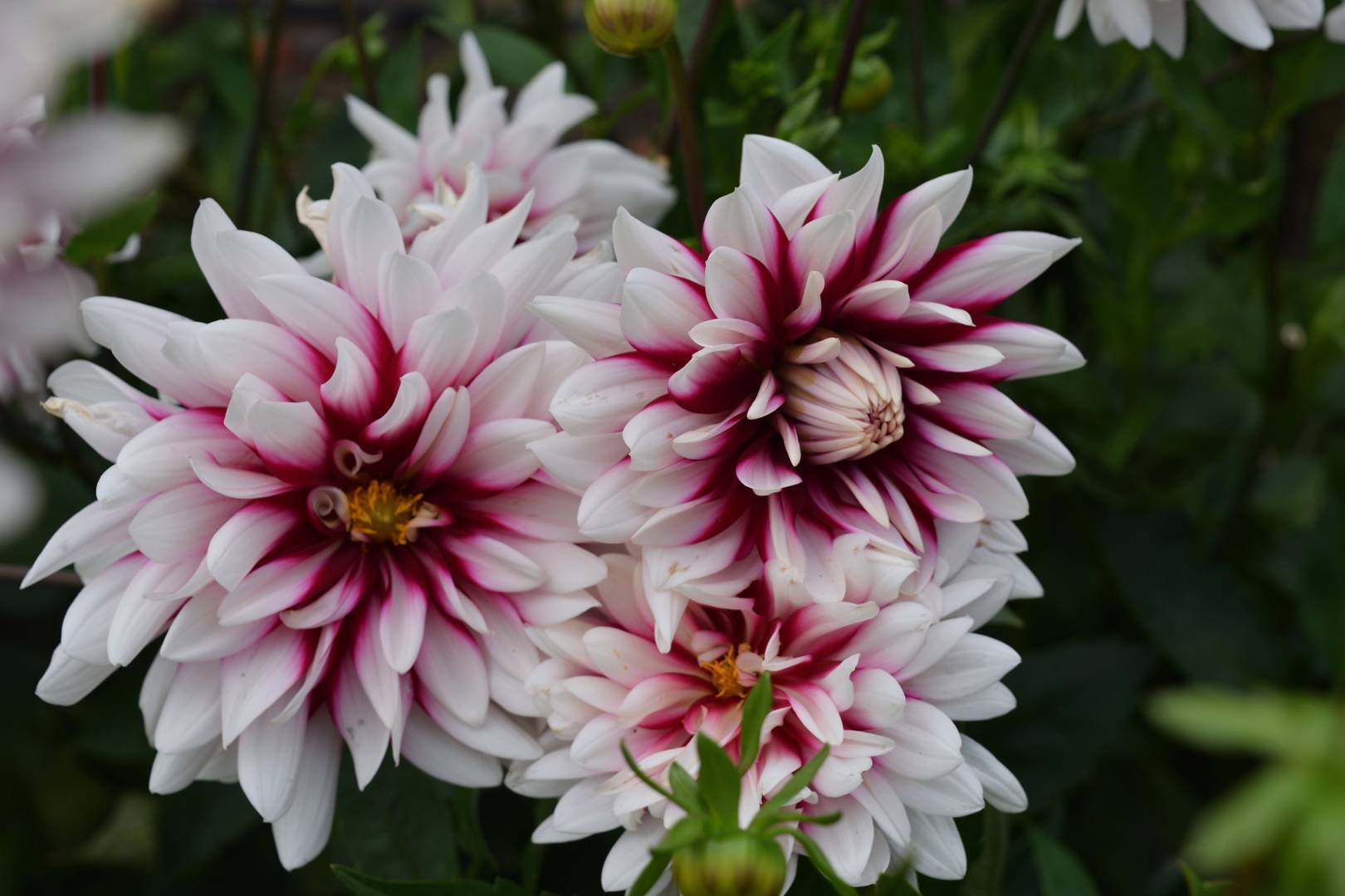 Dahlia Rebecca's World