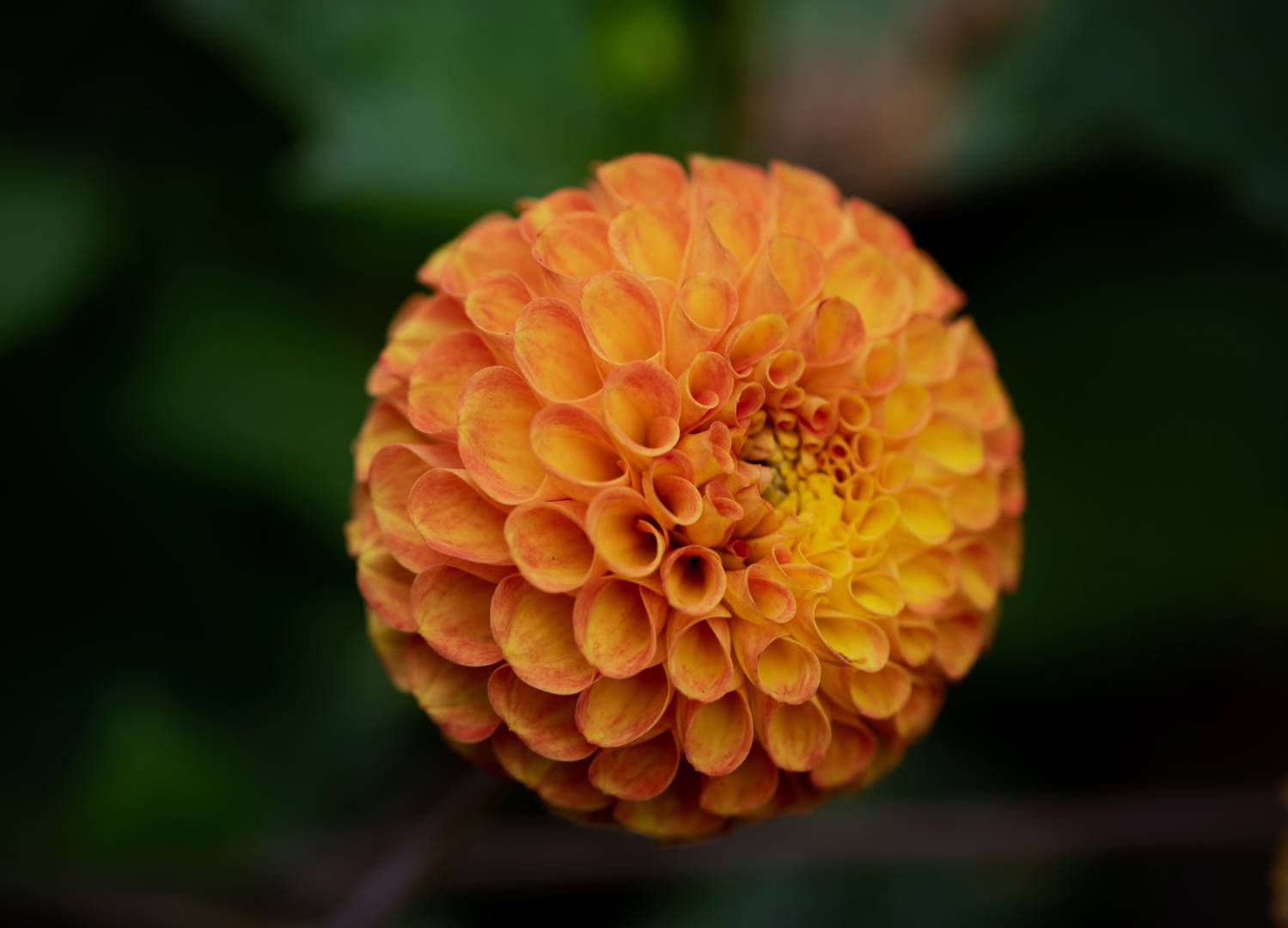 Dahlia Bantling