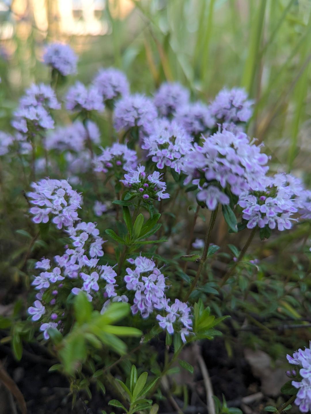 Kaskadtimjan Odoratus