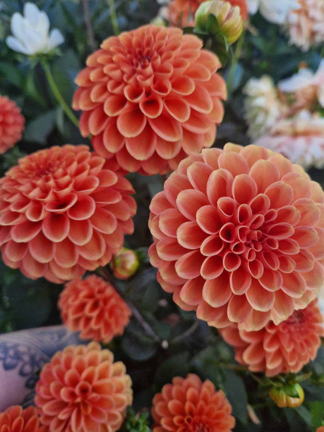 Dahlia Orange Breeze