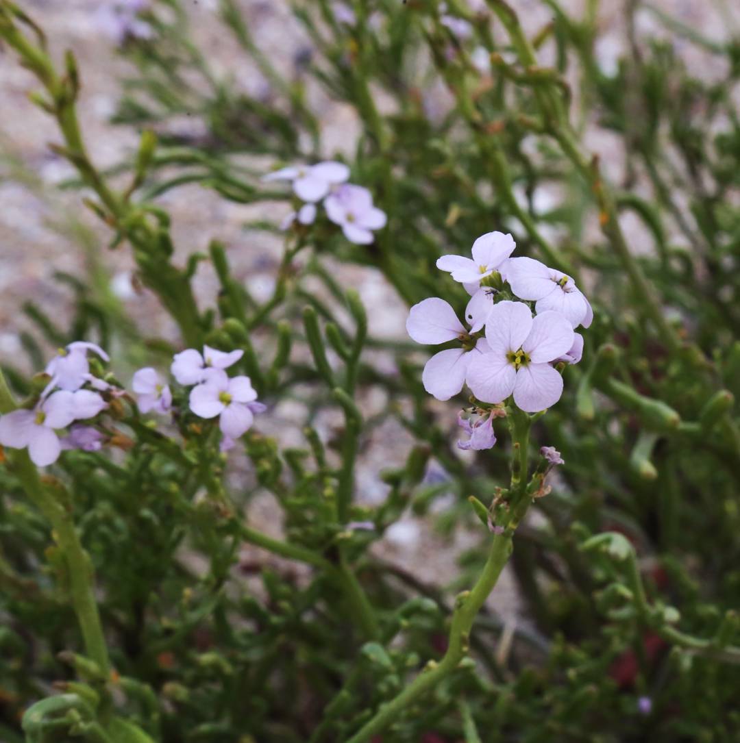 Marviol 
