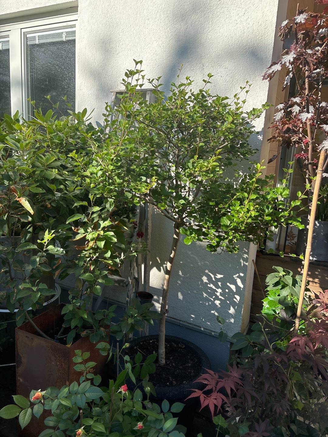 Sjöstadens blomsterträdgård