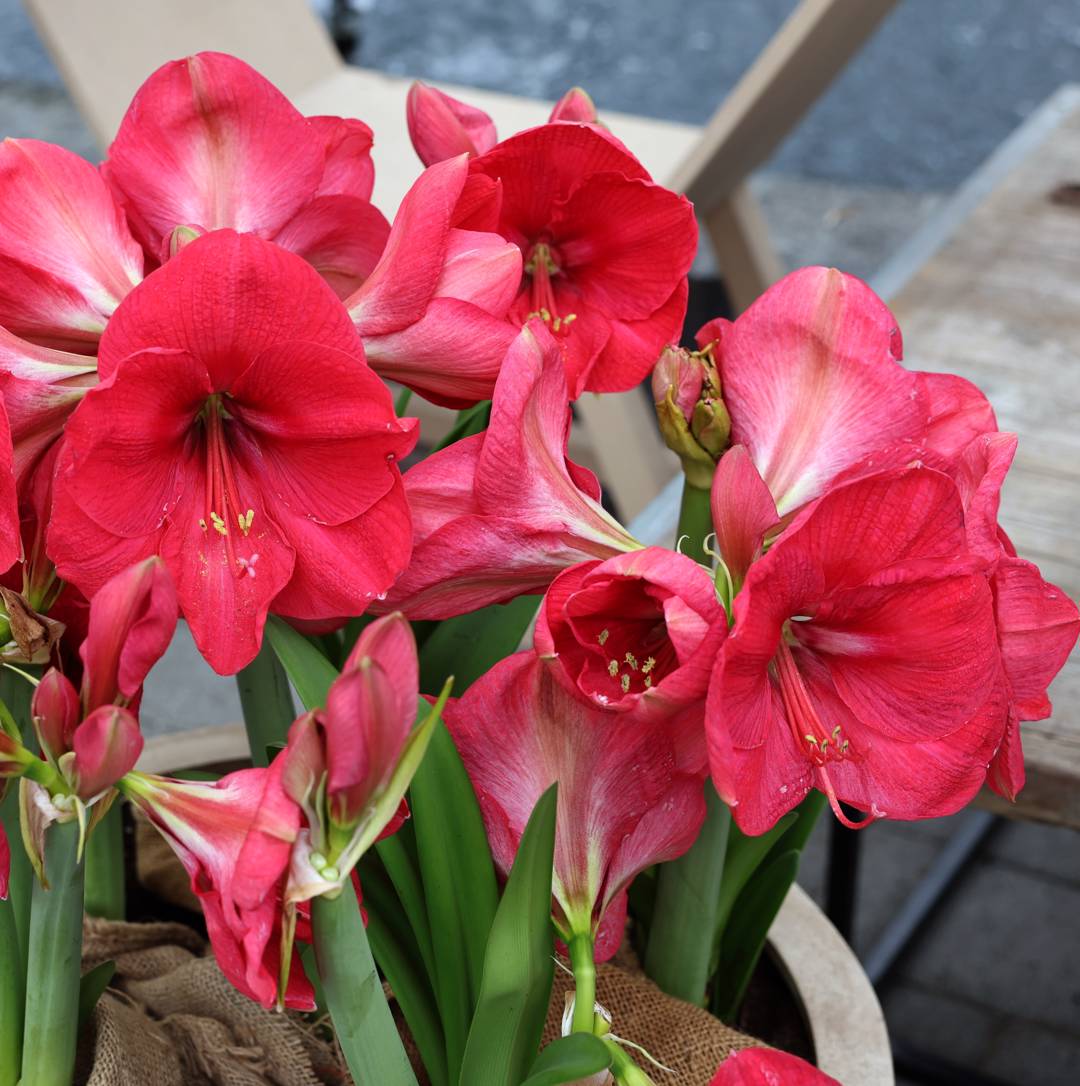 Amaryllis Pink Rival