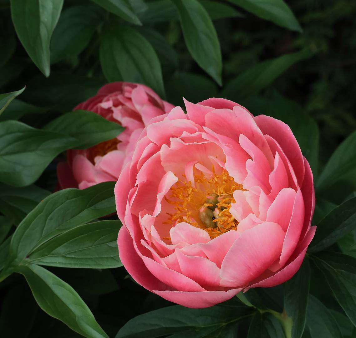 Pion Coral Supreme