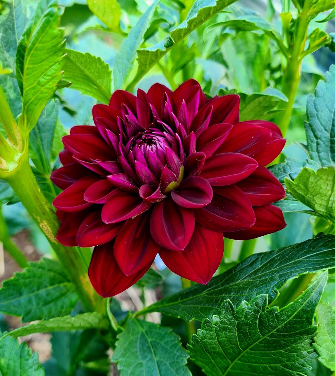 Dahlia Arabian Night