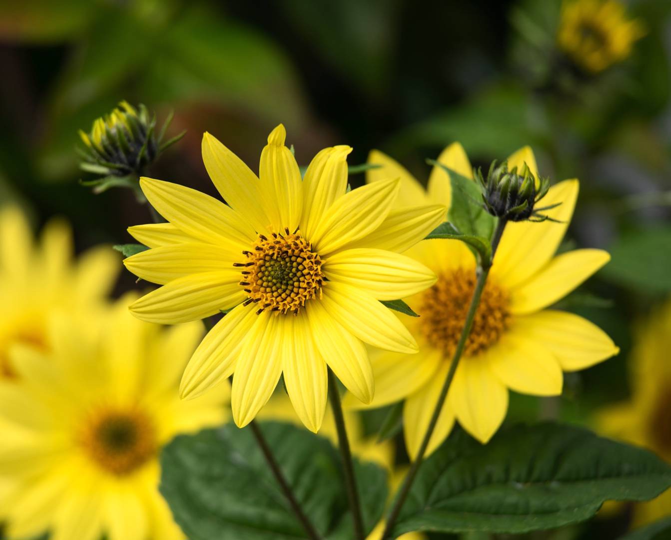 Septembersolros Lemon Queen