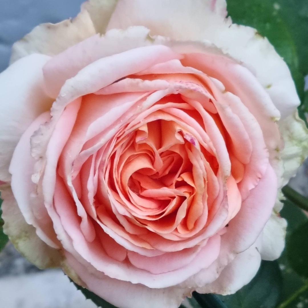 Oh!Garden - Ros Lady Capri