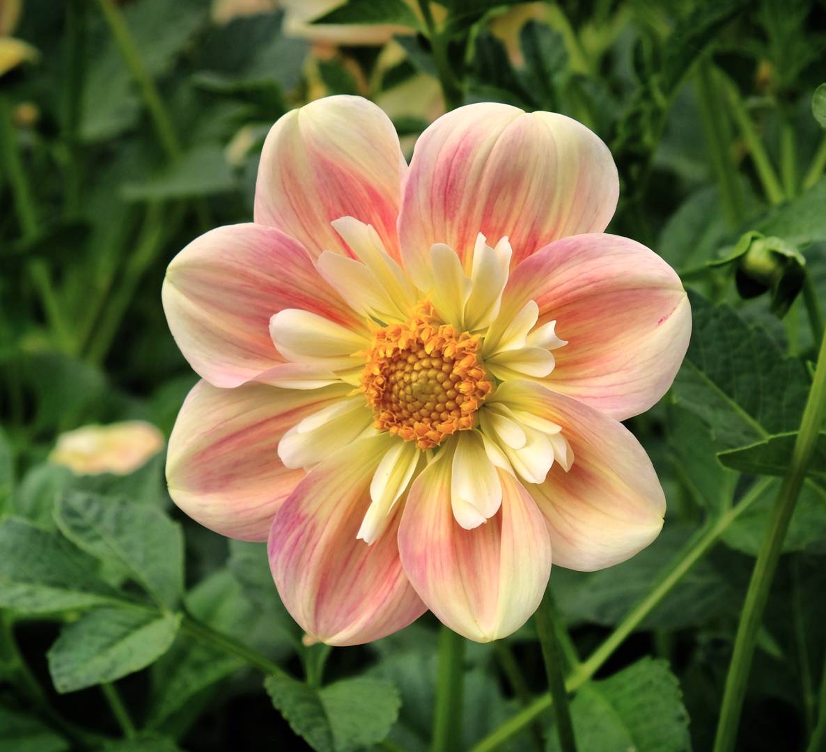 Oh!Garden Dahlia April Heather