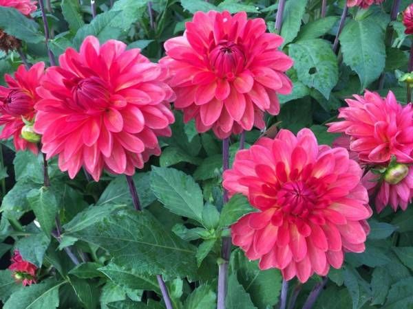 Dahlia Ellen Nauta