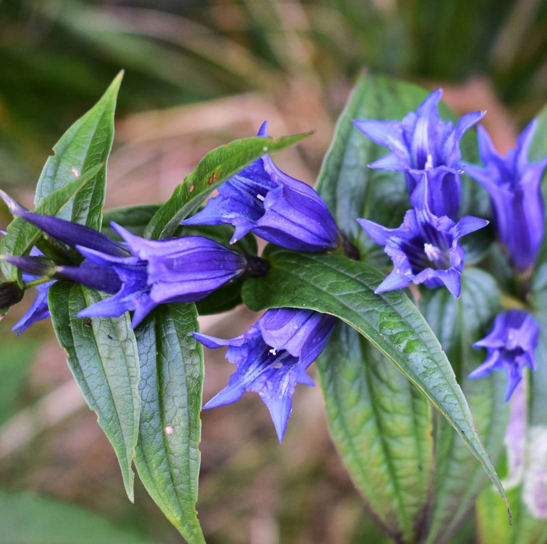 Knippgentiana 