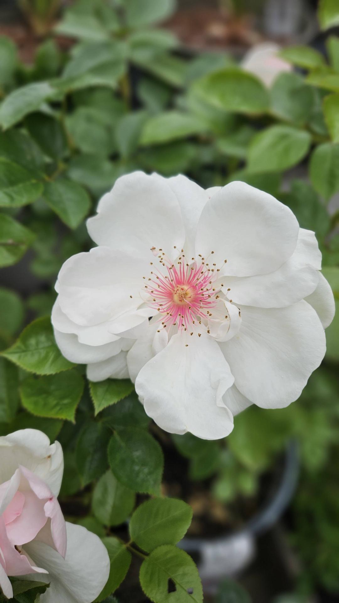 Wiklanders Trädgård