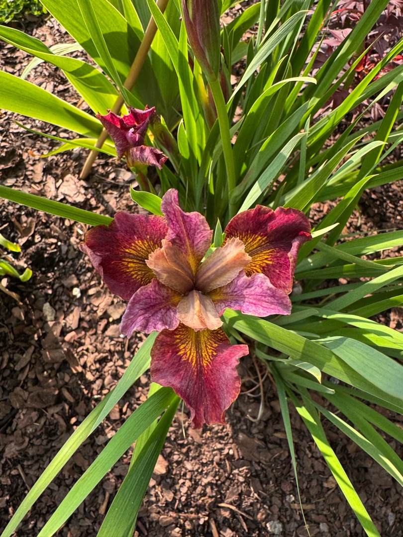 Oh!Garden - Strandiris Paprikash