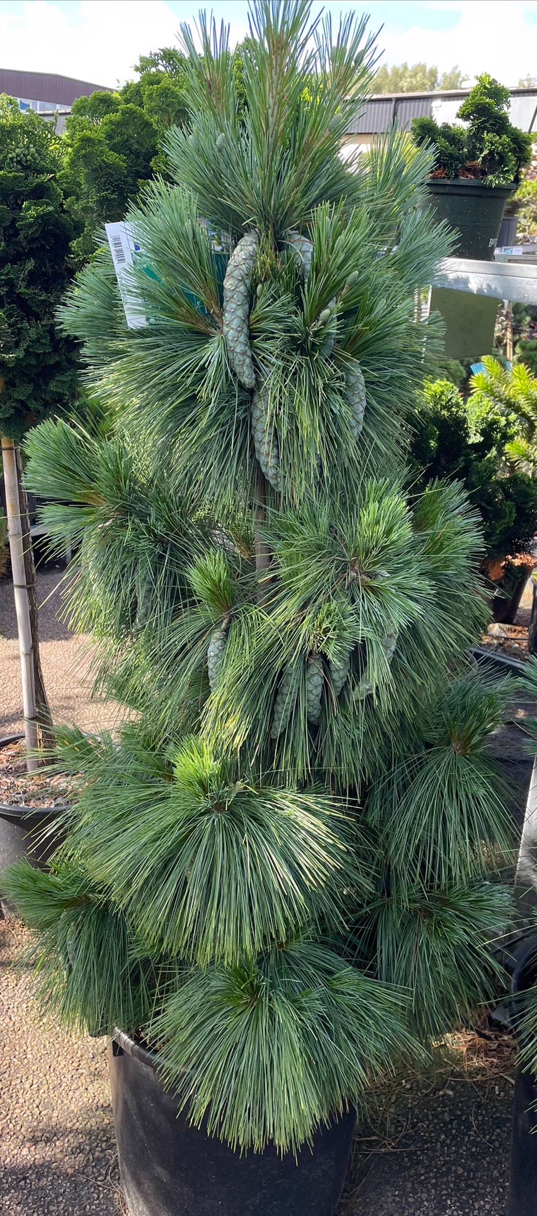 Hybridtall Wiethorst