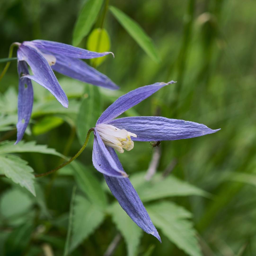 Alpklematis 
