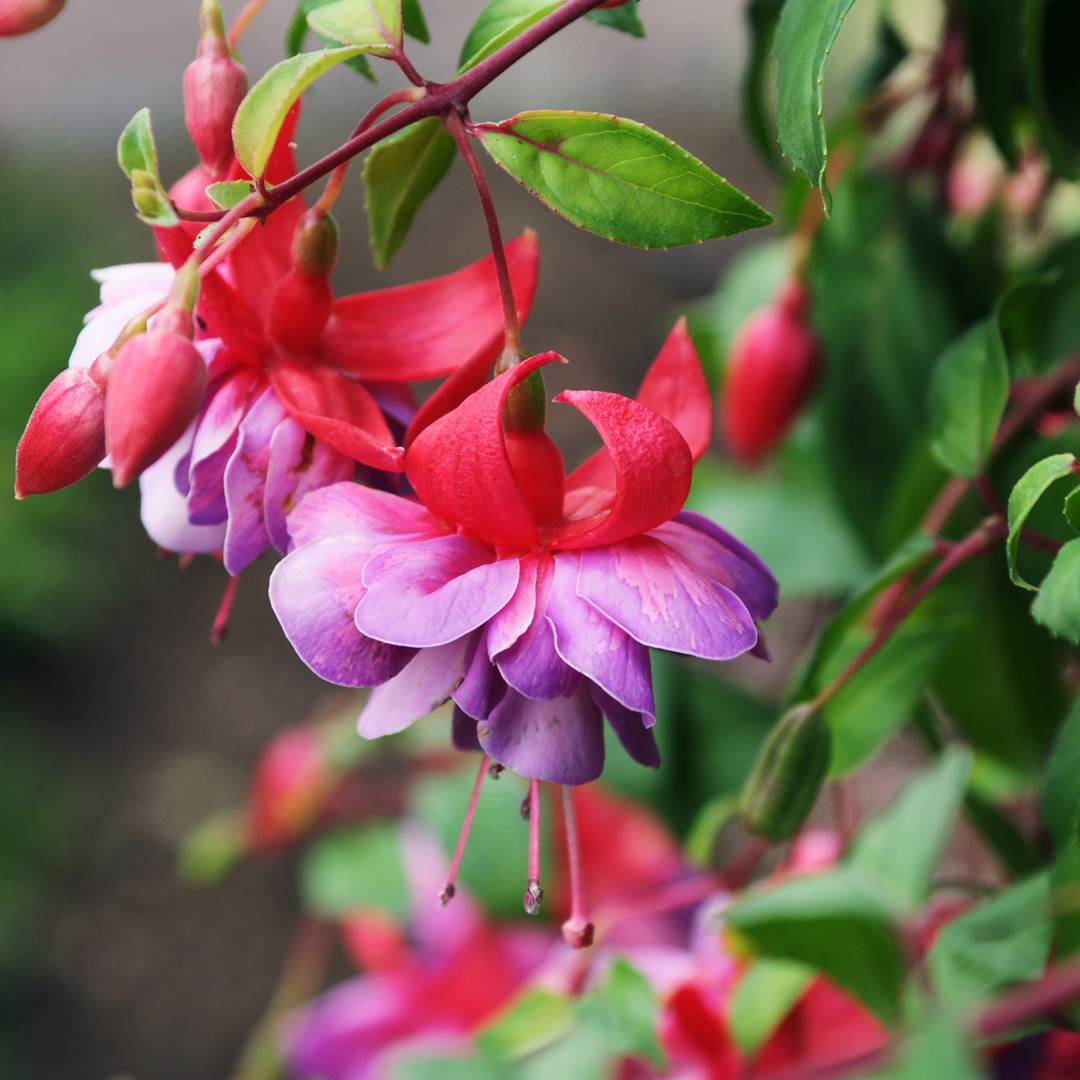 Hängfuchsia 