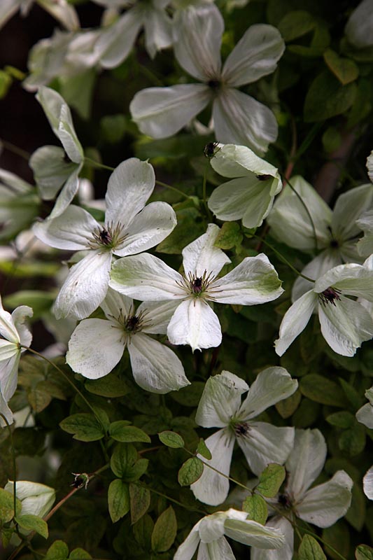 Viticella-klematis Maria Cornelia