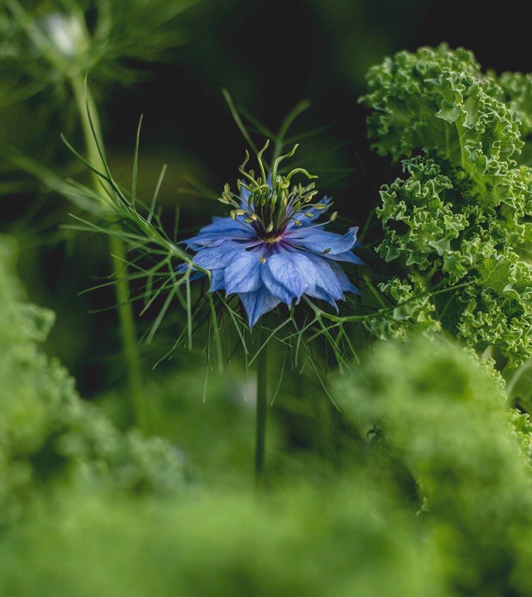 Där knoppar brister