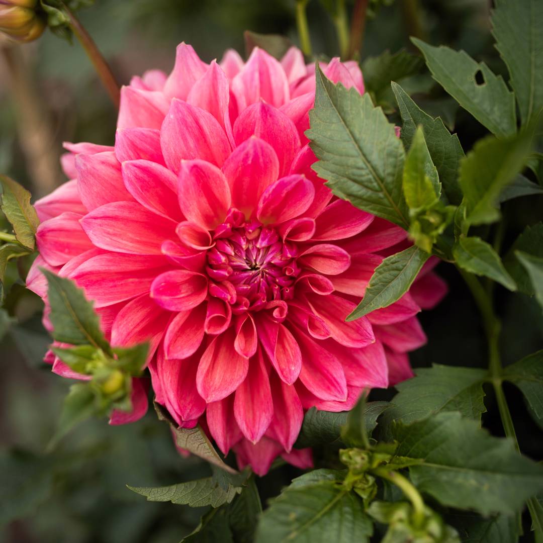 Dahlia Scaur Swinton