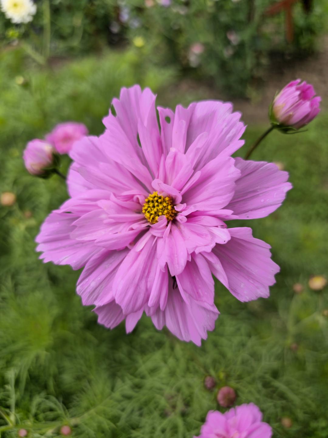 Rosenskära Double Click Rose Bonbon