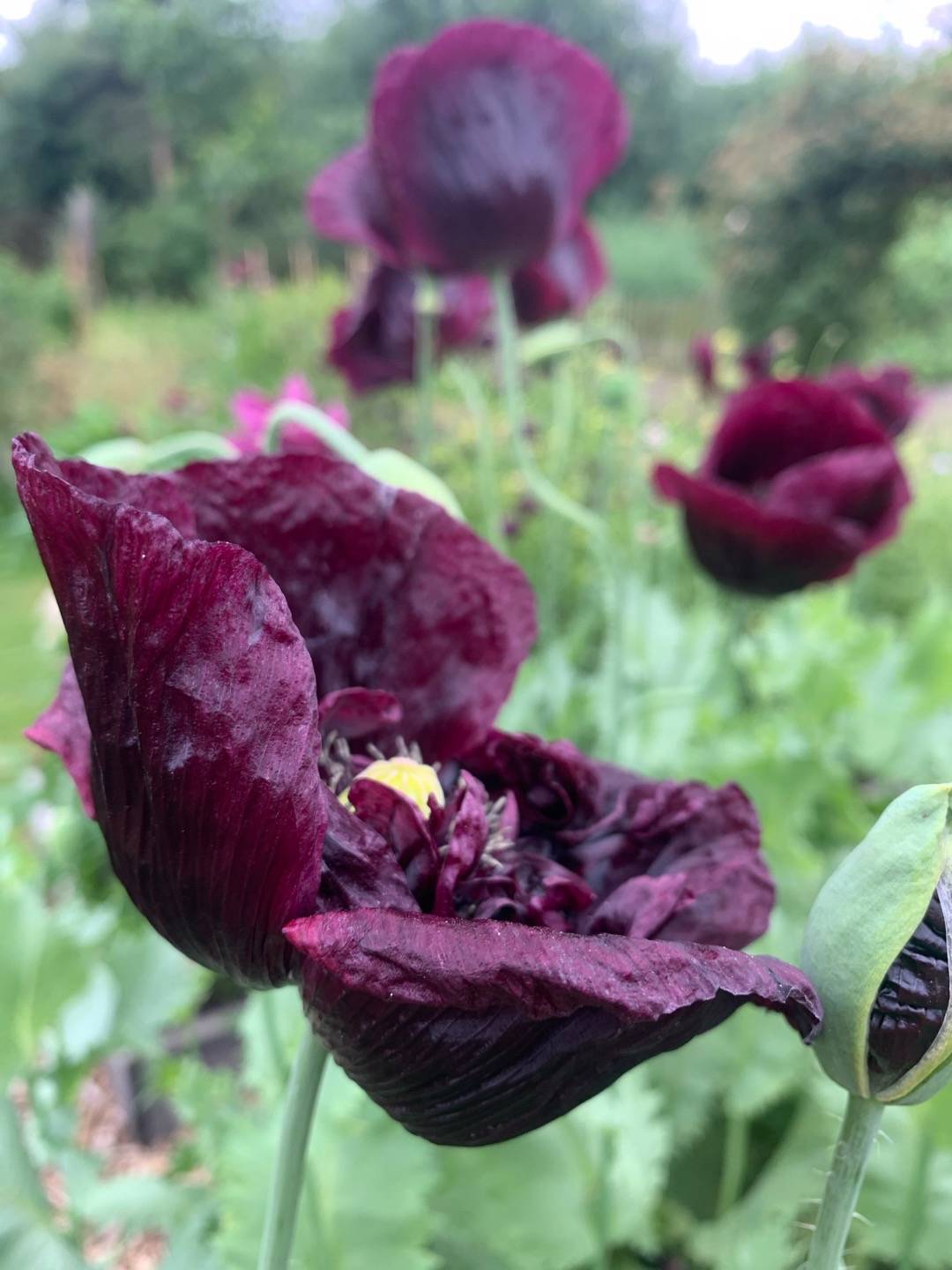 Pionvallmo Black Peony