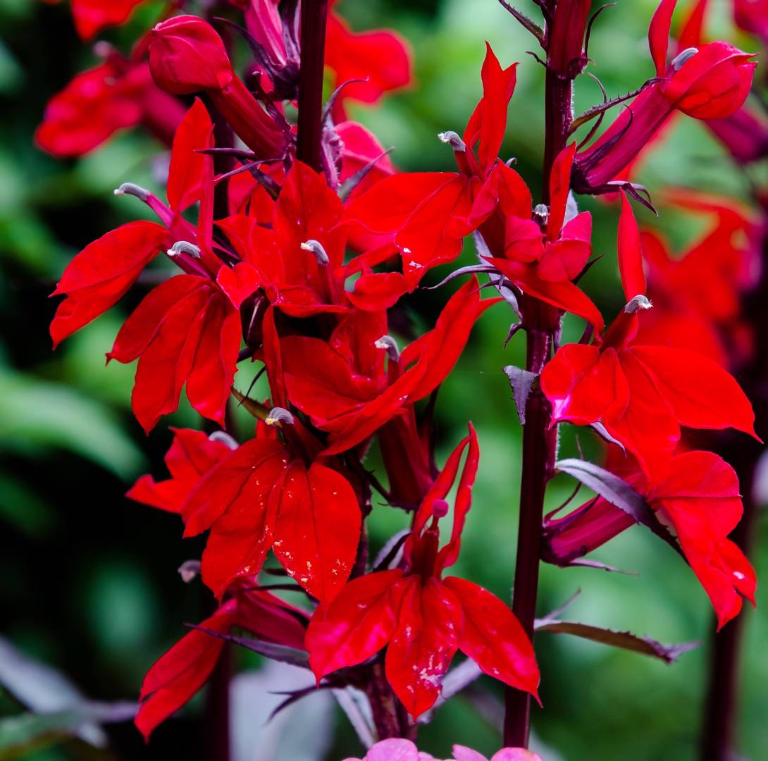 Kardinallobelia 