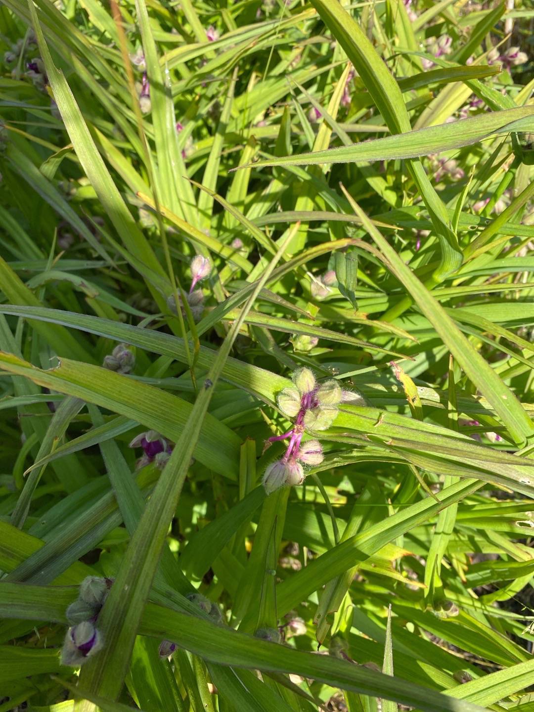 Lundgrensgrönatäppa