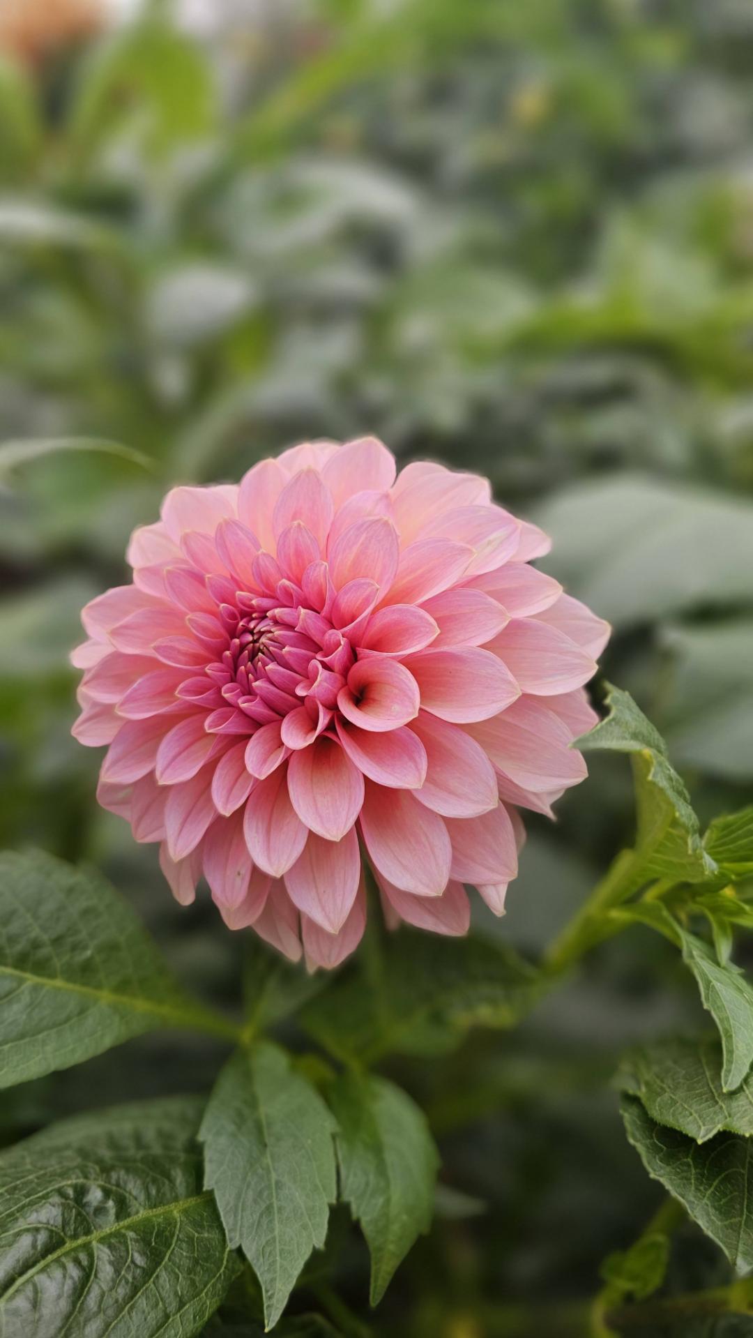 7sortersblomster