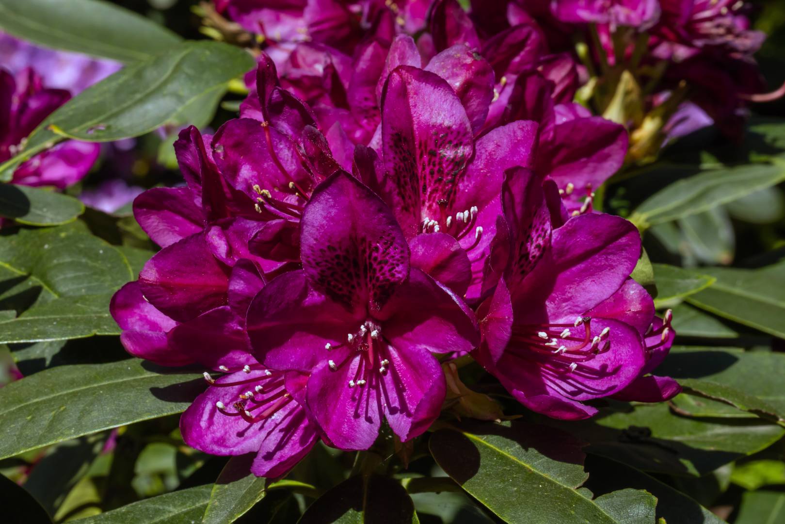 Rhododendron Polarnacht