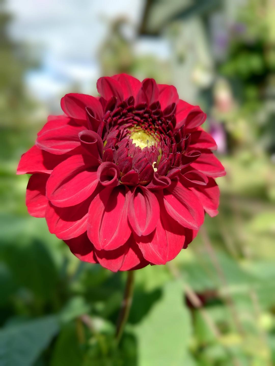 Dahlia Bizon Red