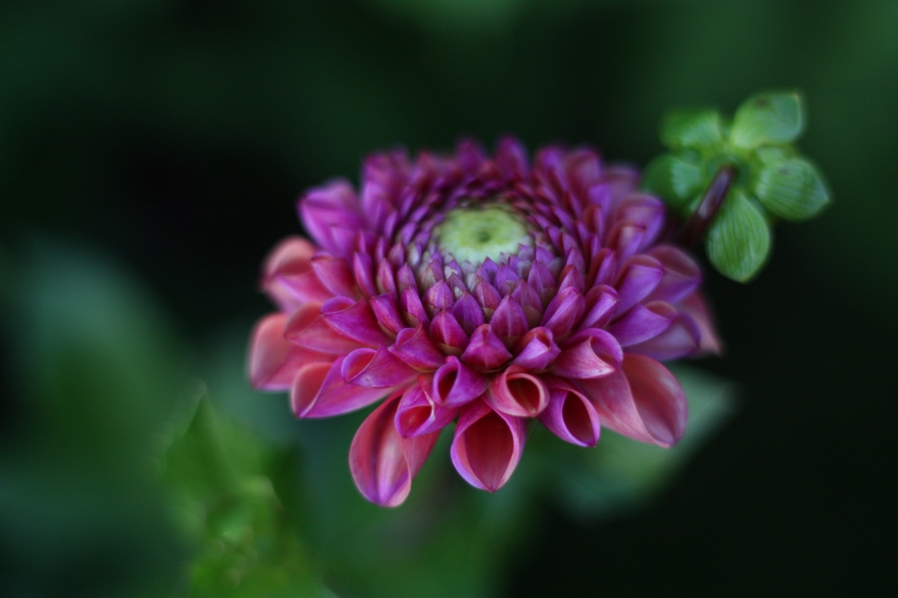 Dahlia Hapet Coppery