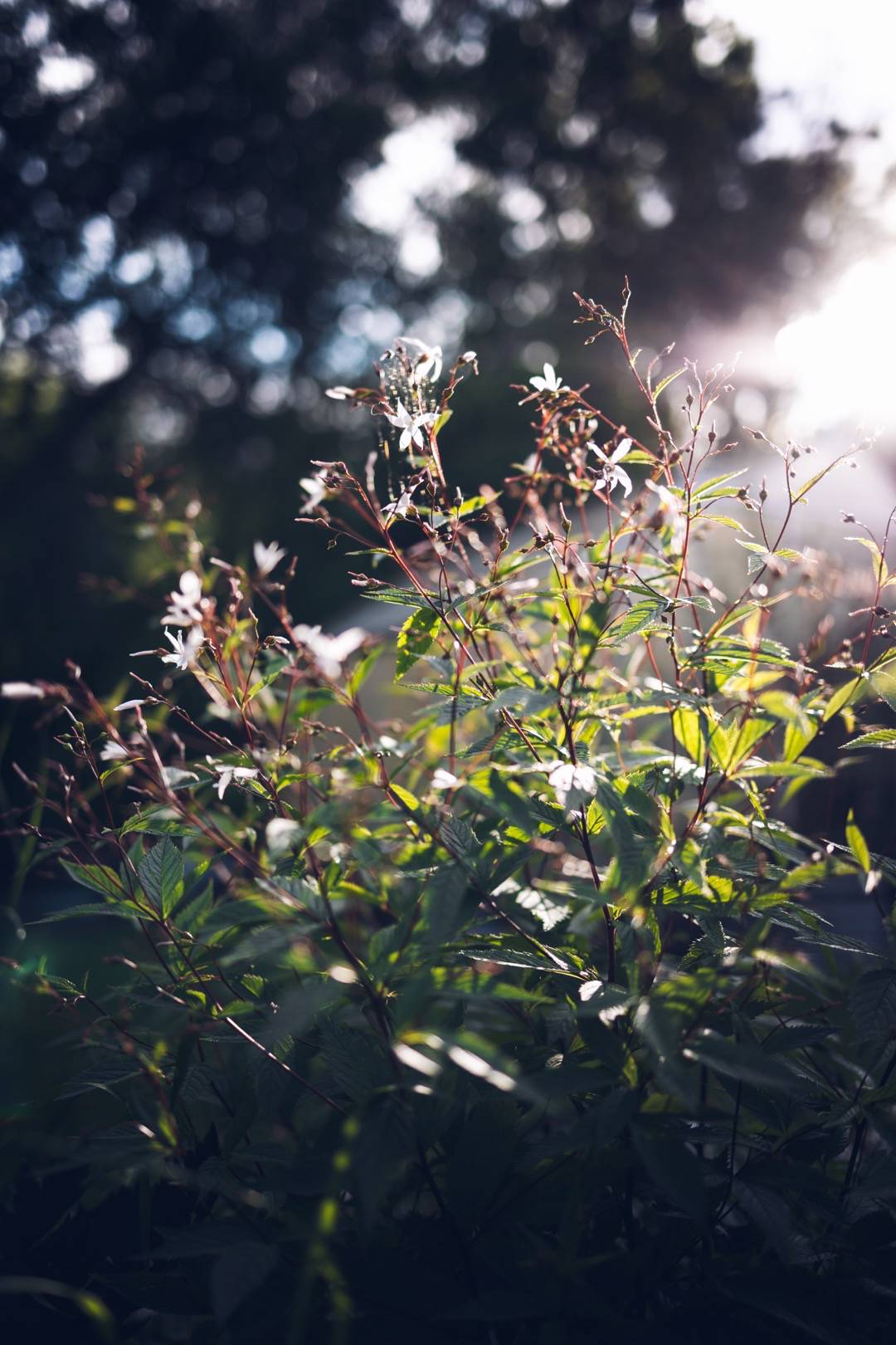 Newbies Garden