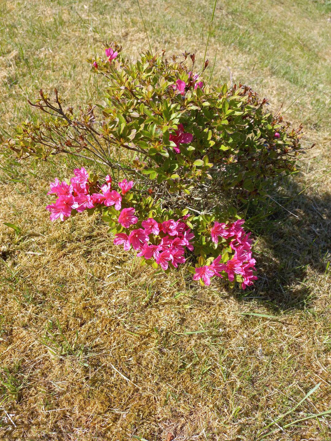 Japansk Azalea Amoena