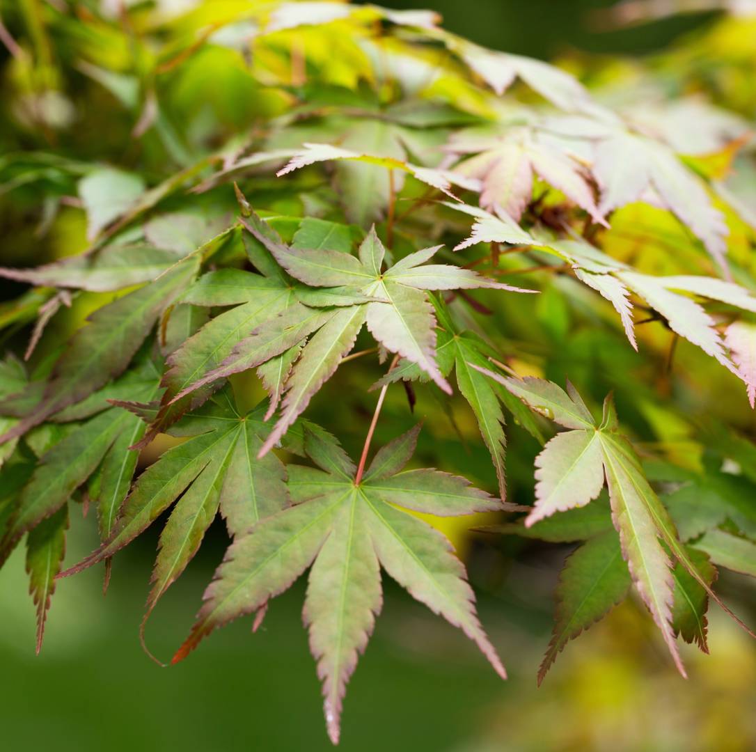 Flikbladig Japansk Lönn Seiryu