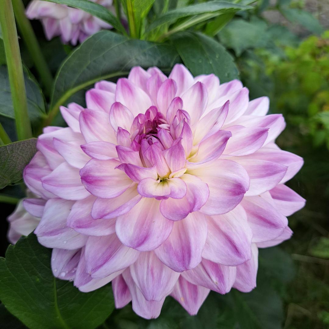 Dahlia Mediterranee