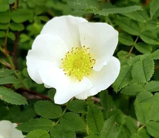Ros Finlands Vita Ros (enkelblommande)