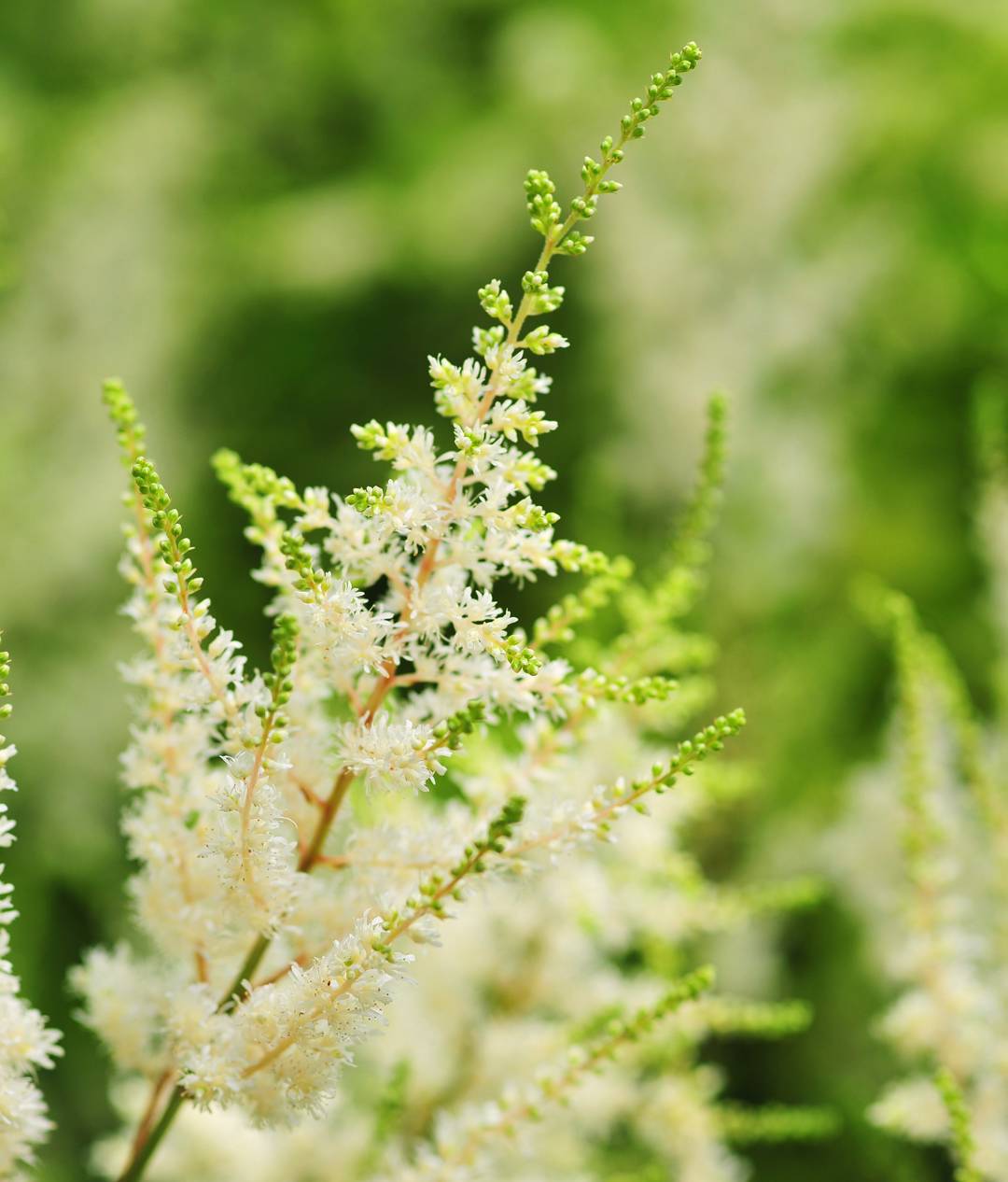 Astilbe Diamant