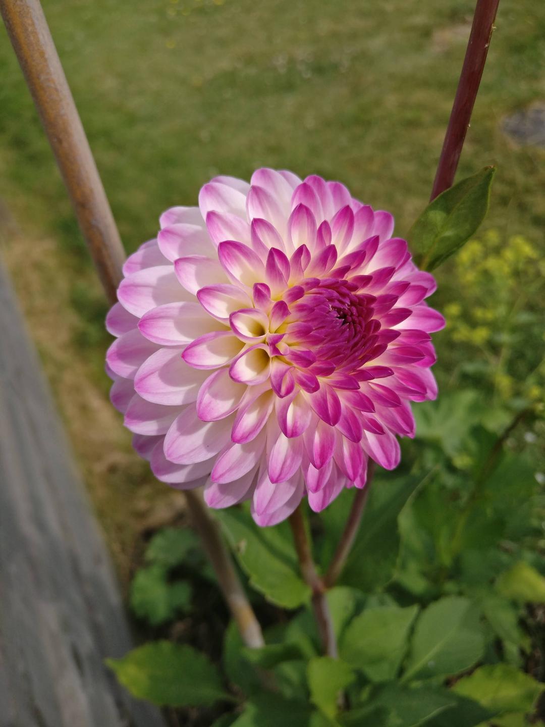 Dahlia Martina