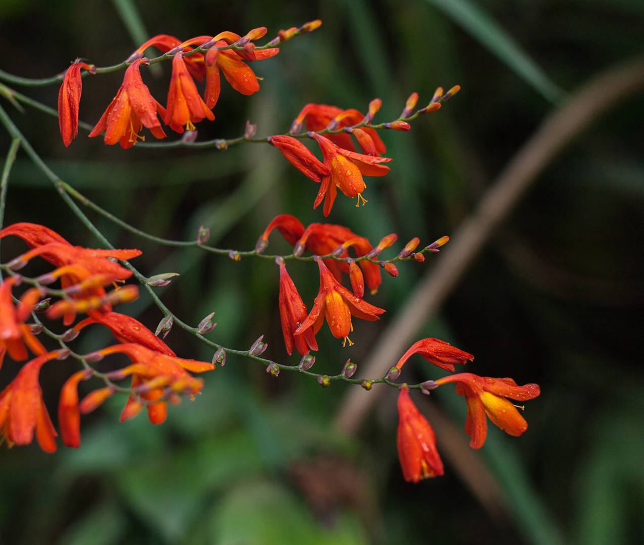 Montbretia 