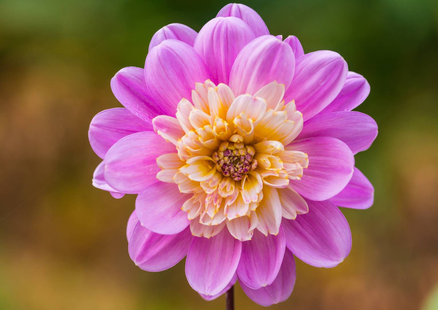 Dahlia Take Off